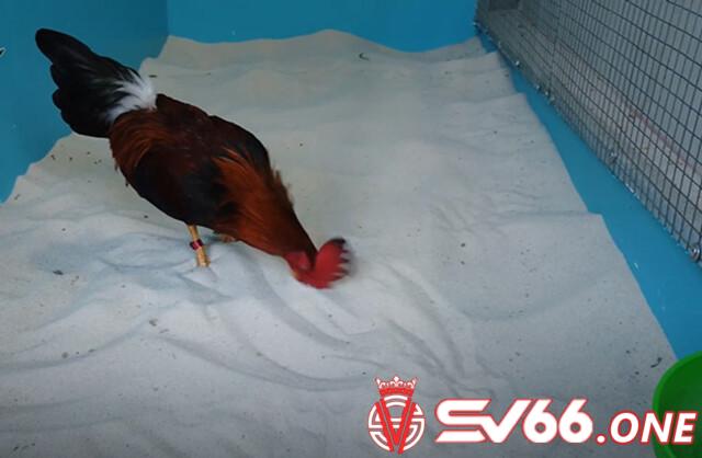 Tắm cát - cách tắm gà tre đá đơn giản và rất dễ thực hiện